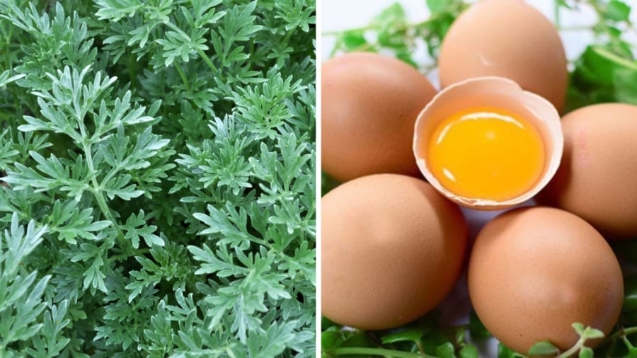 Trứng gà và ngải cứu là hai loại thực phẩm rất tốt cho sức khỏe con người.